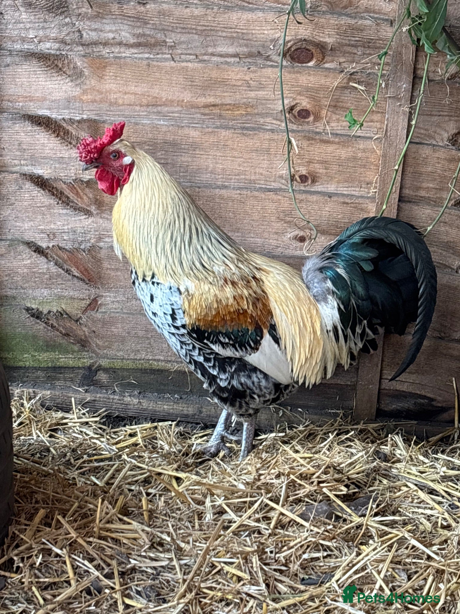 Mixed Breed poultry Gorgeous rooster 🐓 - Advert 1