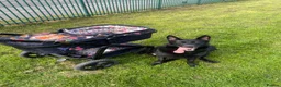 German Shepherd dogs for sale: Lucy  - Advert 3