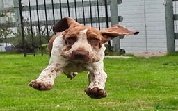 Bracco Italiano dogs for stud: Valentino Rossi Italian Import - Image 10