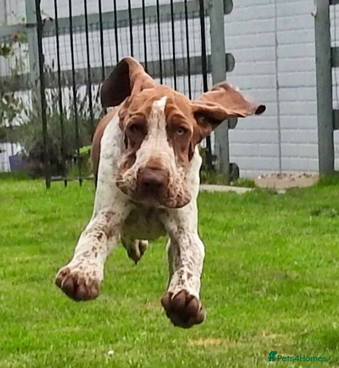 Bracco Italiano dogs for stud: Valentino Rossi Italian Import - Image 10