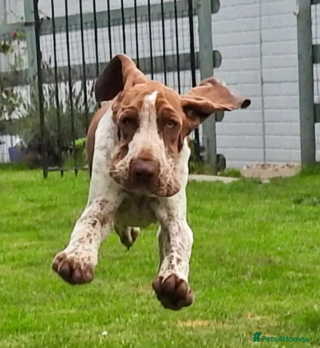 Bracco Italiano dogs for stud: Valentino Rossi Italian Import - Advert 10