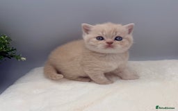 British Shorthair cats for sale: PEDIGREE REGISTERED CHUNKY BRITISH SHORTHAIRS  - Image 5