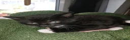 Mixed Breed cats for sale: Kittens Ready for new homes - Advert 15