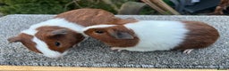 Guinea Pig rodents for sale: Pair of red Dutch sisters  - Advert 2