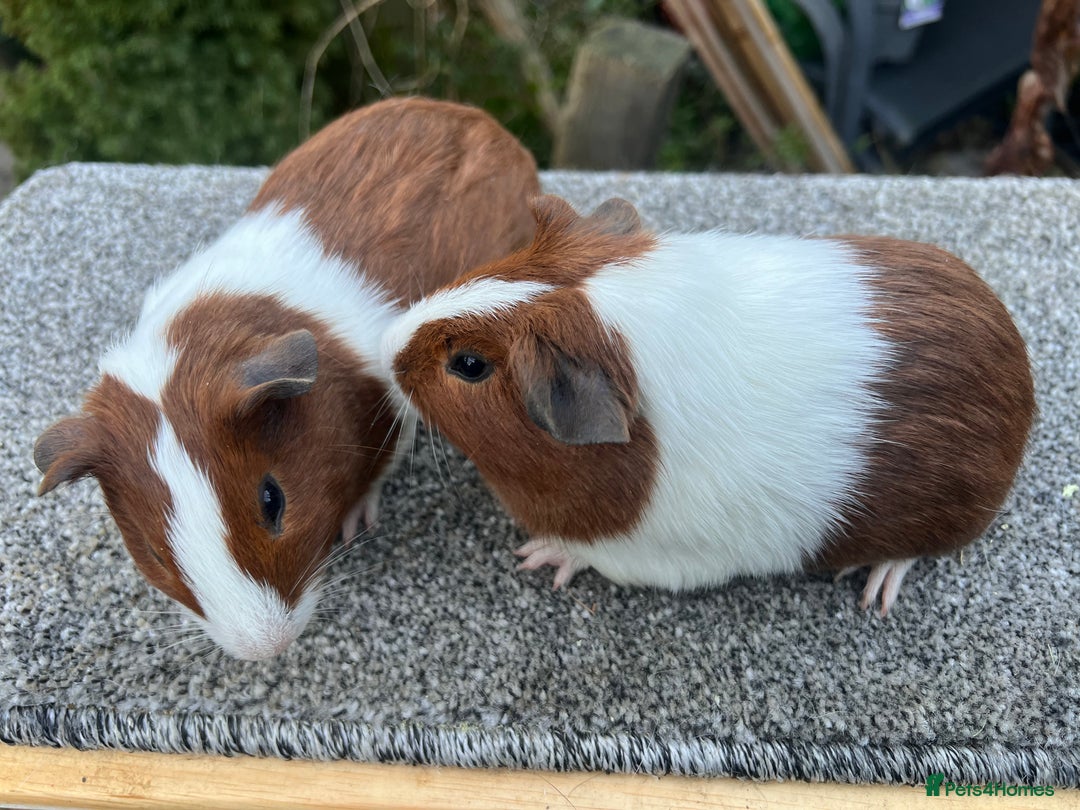 Guinea Pig rodents for sale: Pair of red Dutch sisters  - Advert 2