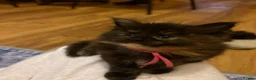 Maine Coon cats for sale: Fluffy Maine Coon Kittens - Advert 8
