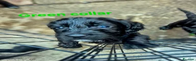 Green collar (Houdini)