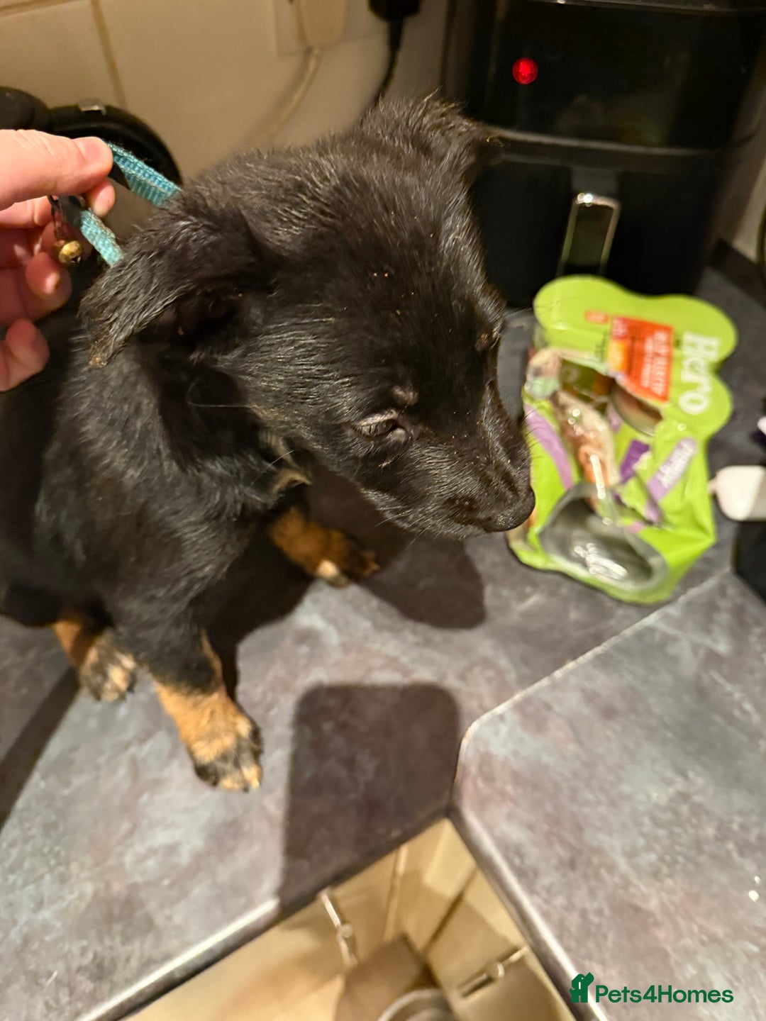 Mixed Breed dogs for sale: Cross breed Rottweiler puppies  - Advert 10