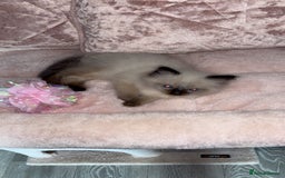 Ragdoll cats for sale: 🌸pedigree Ragdoll babies, reduced🌸 - Image 9