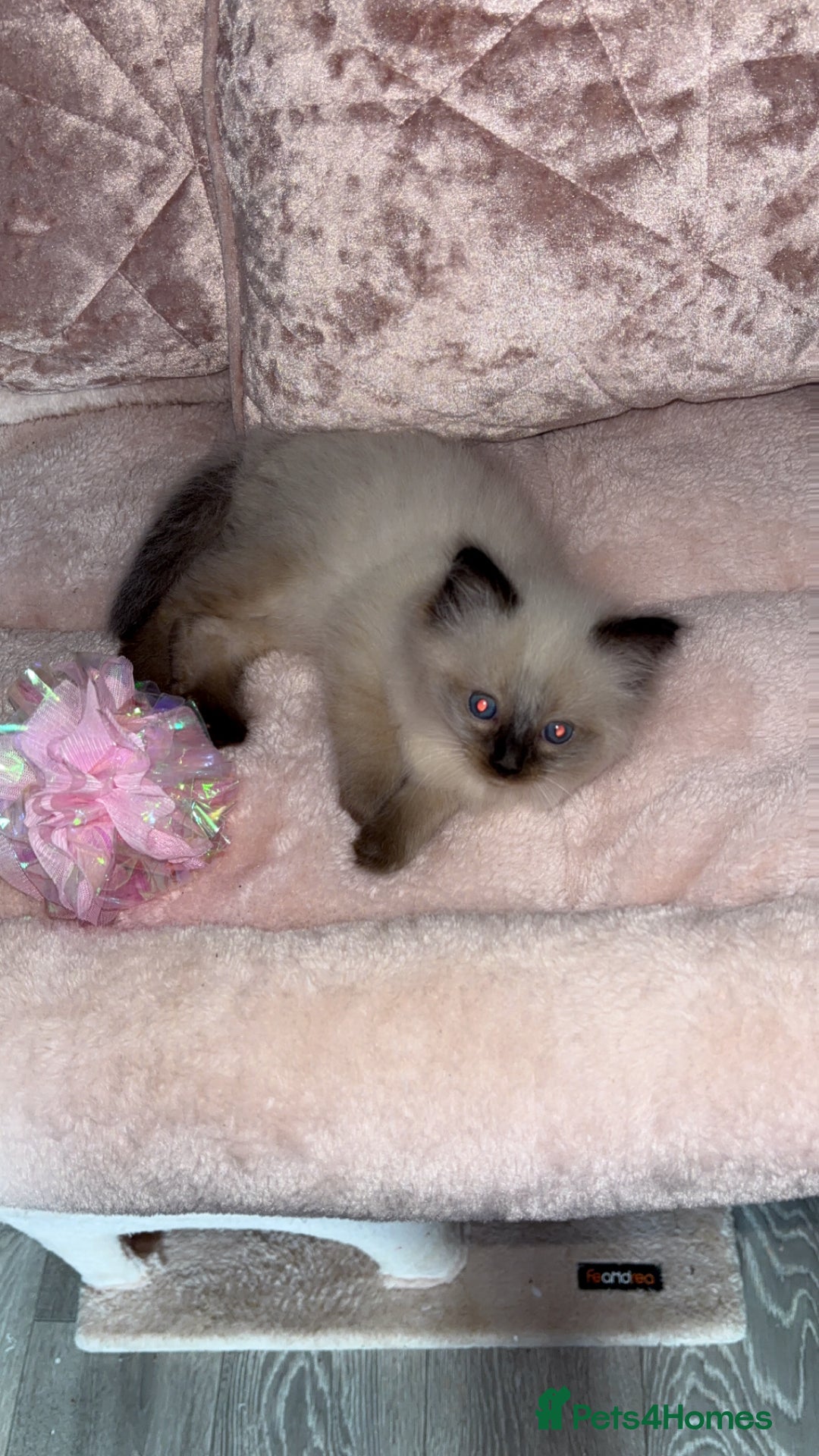 Ragdoll cats for sale: 🌸pedigree Ragdoll babies, reduced🌸 - Image 9