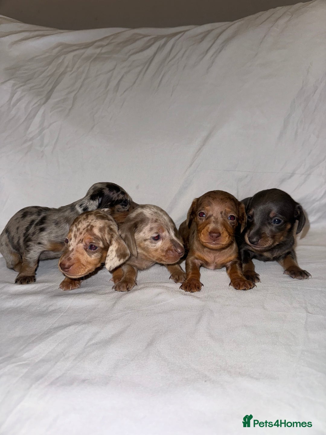 Miniature Dachshund dogs for sale: Miniature Dachshunds Available - Advert 5