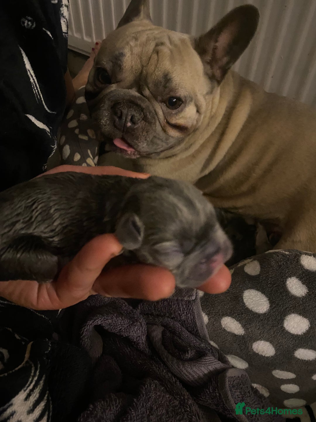 French Bulldog dogs for sale: Stunning french bulldog puppies - Advert 2