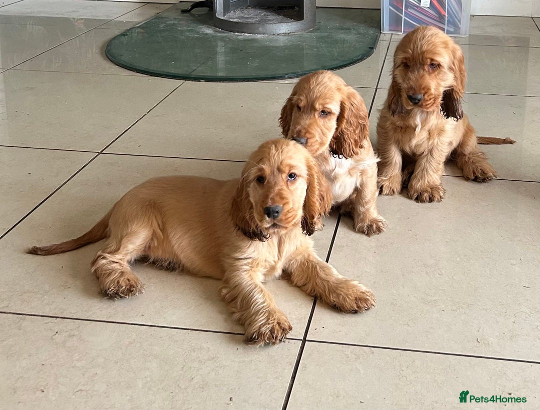Cocker Spaniel dogs for sale: Kc Golden Show Cocker Spaniels (Champion lines) - Image 2