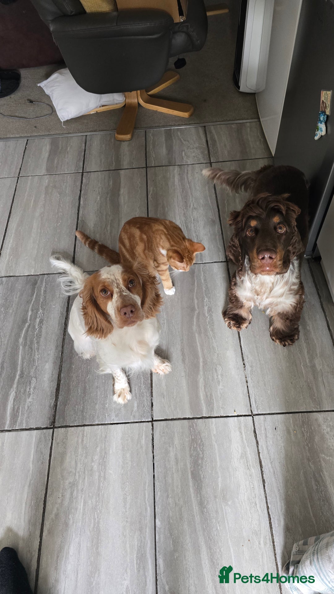 Cocker Spaniel dogs for sale: Chocolate Roan & Tan Cocker Spaniel Puppies - Advert 8