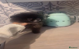 Pomeranian dogs for sale: Super tiny male Pomeranian  - Image 3