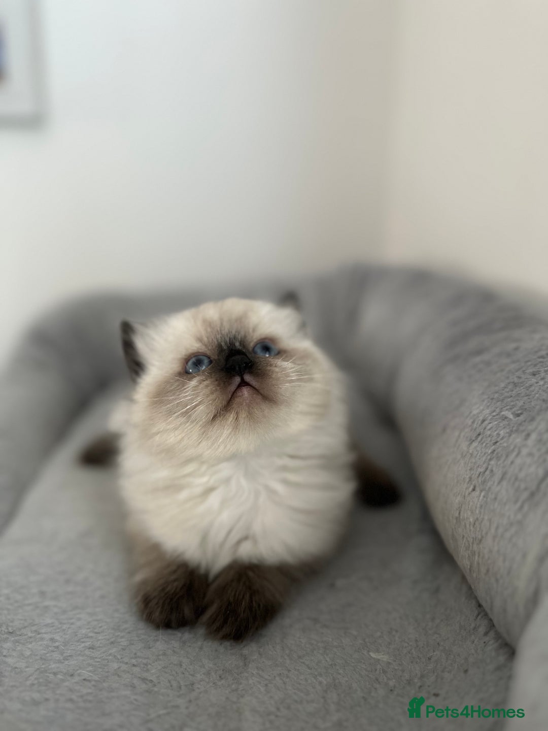 Ragdoll cats for sale: Gorgeous ragdoll kitten - Image 17