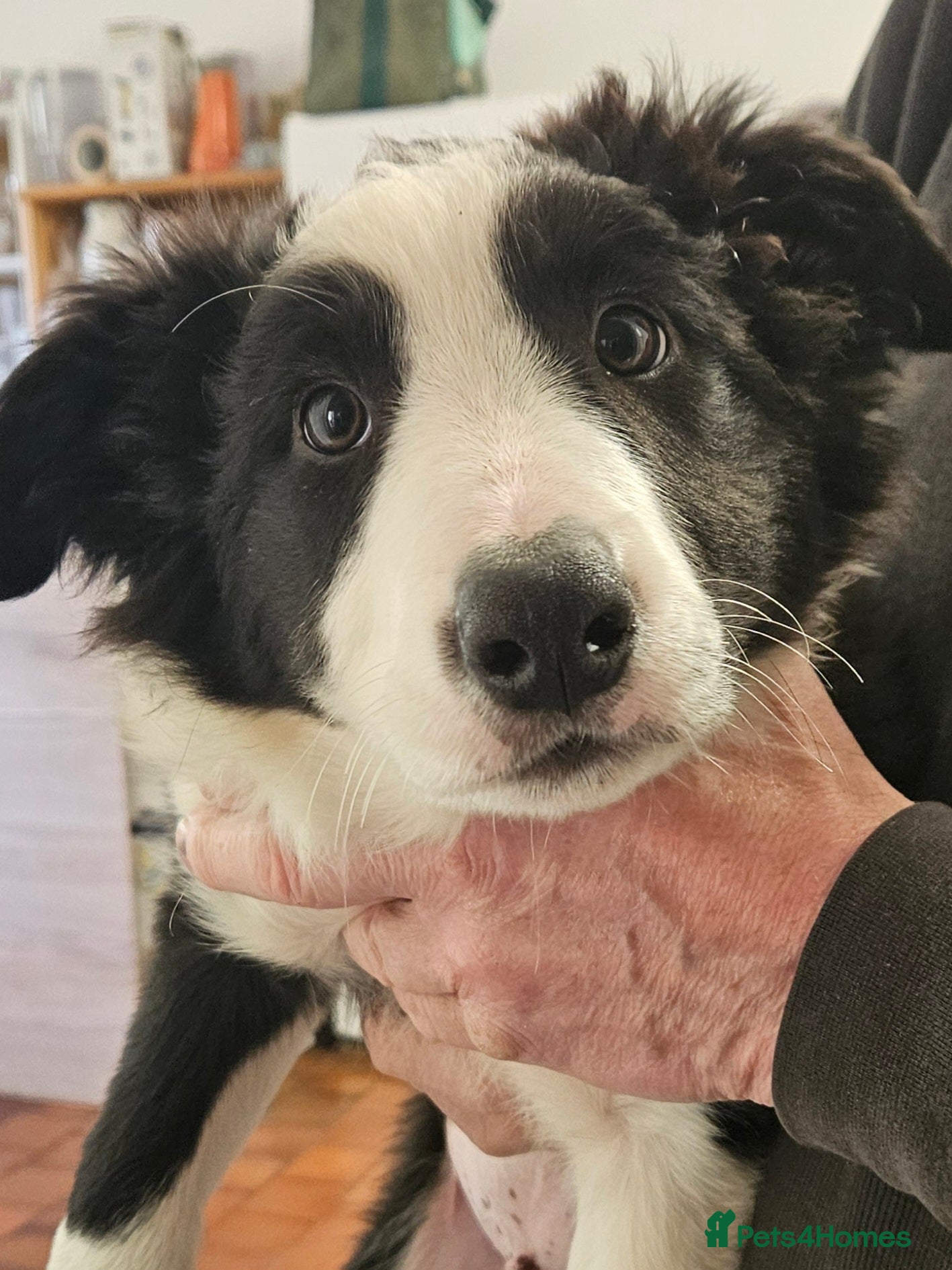 Border Collie dogs ISDS Border Collie Pups - Advert 11