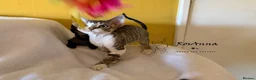 Devon Rex cats for sale: 2 girls available soon  - Advert 8