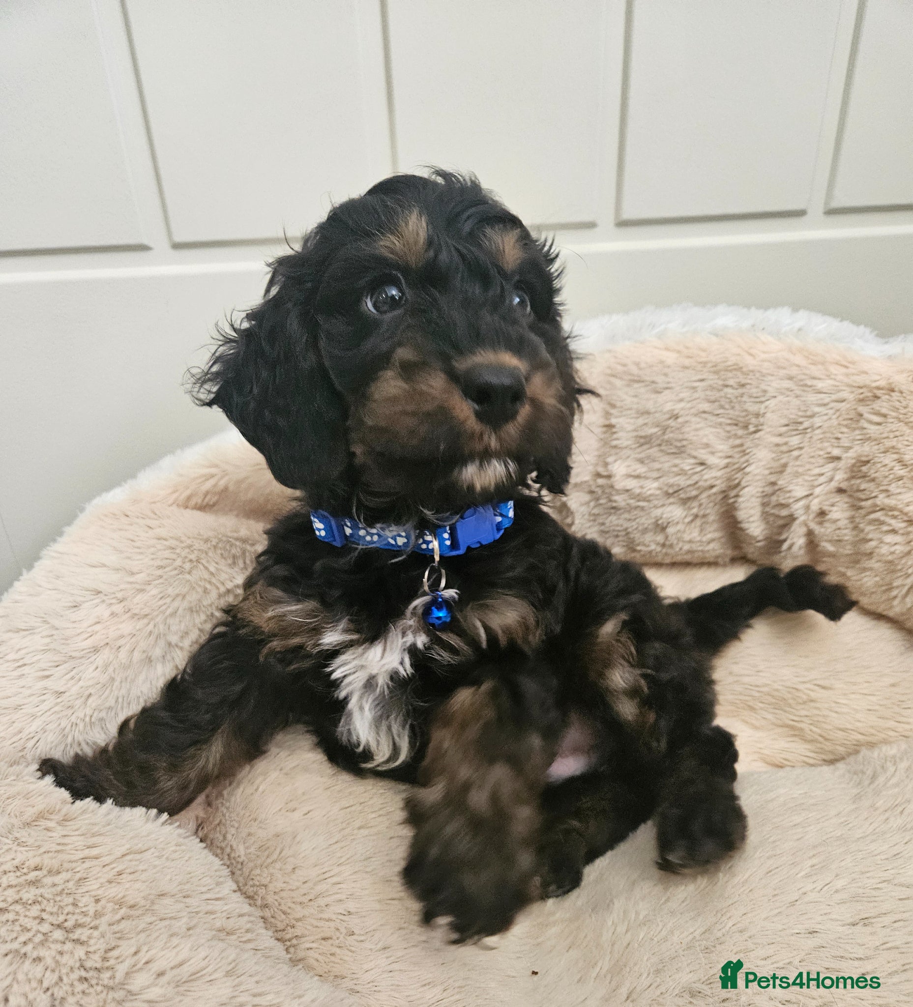 Cockapoo dogs licensed breeder, 1 BOY available for loving home - Advert 1