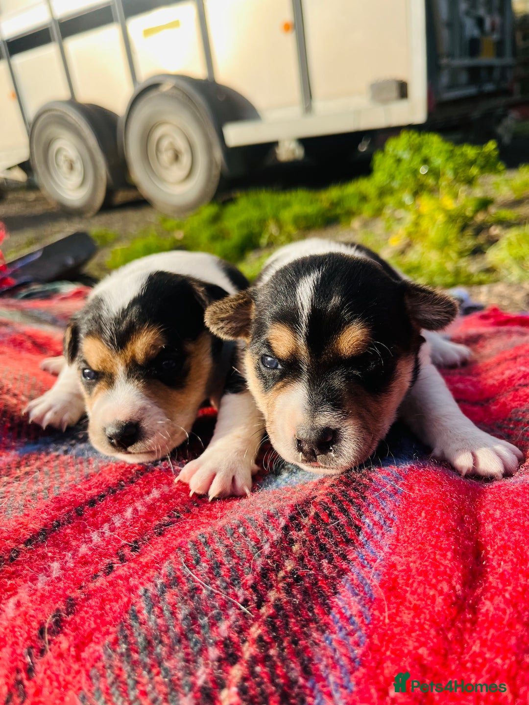 Jack Russell dogs for sale: DOCKED Beautiful White & Tri coloured Girls  - Advert 3
