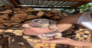 French Bulldog dogs - Advert 15