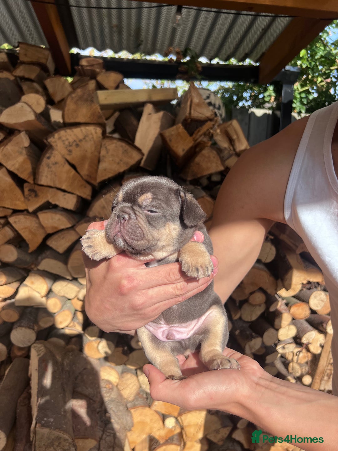 French Bulldog dogs for sale: 🐾 4 Beautiful French Bulldog Puppies 🐾 - Image 3