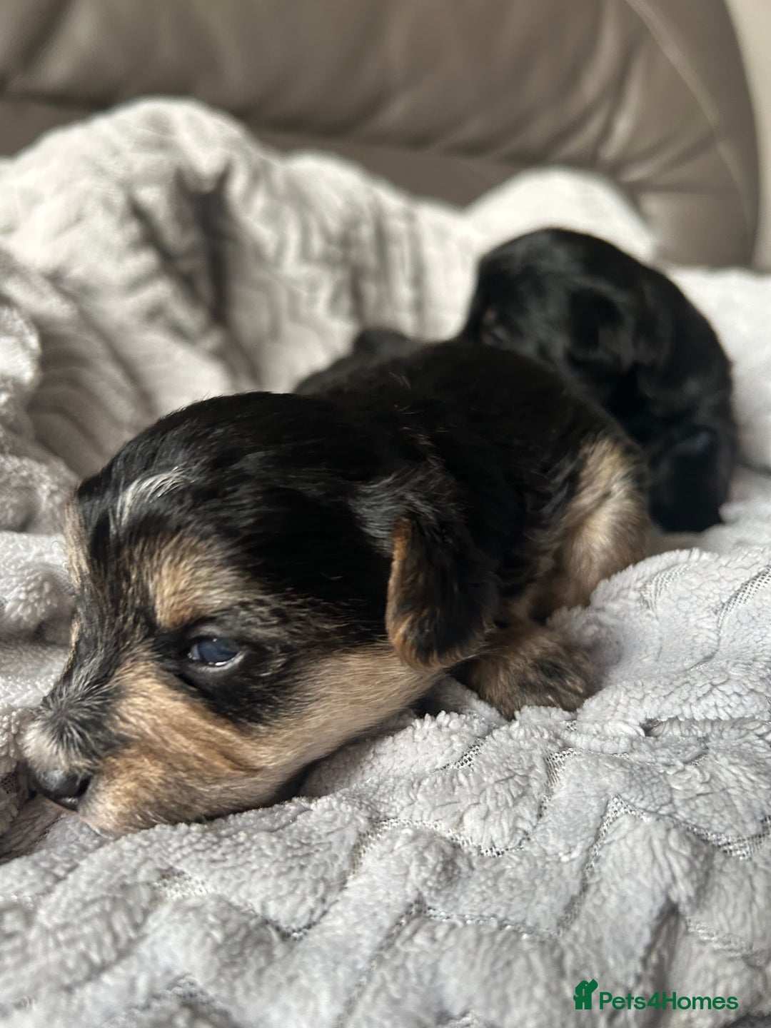 Mixed Breed dogs for sale: Maltipoo X Puppies For Sale 🐶🐾 - Image 11