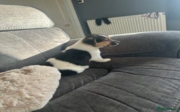 Jack Russell dogs for sale: Jack Russell pups  - Image 24