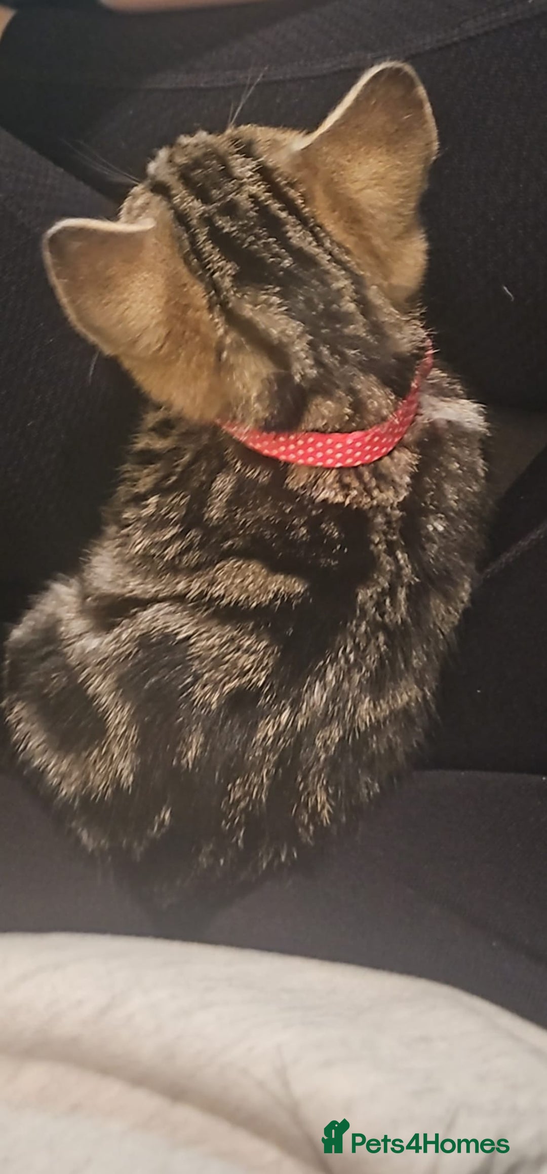 Domestic Shorthair cats for sale: Tabby kitten - Advert 4