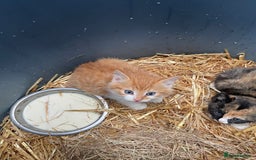 Mixed Breed cats for sale: Farm kittens for sale - Image 3