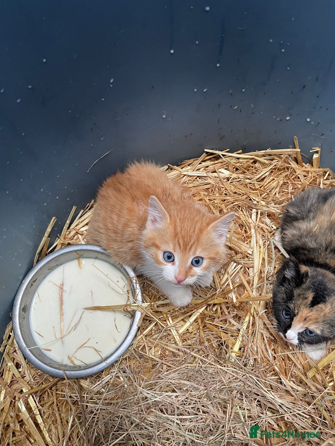 Mixed Breed cats for sale: Farm kittens for sale - Image 3