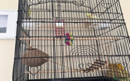 Cockatiels birds for sale: Male cockatiel for sale - Image 4