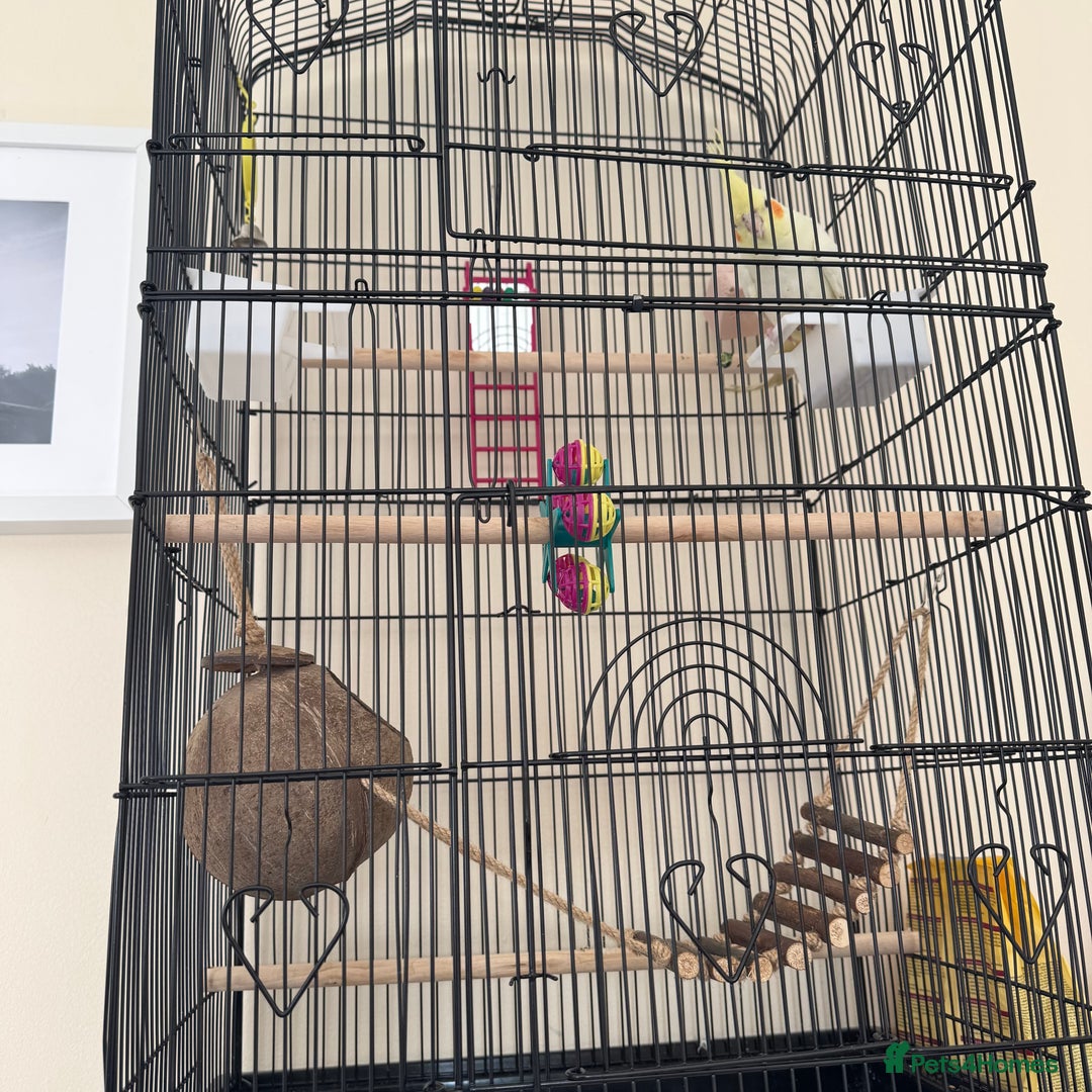 Cockatiels birds for sale: Male cockatiel for sale - Image 4