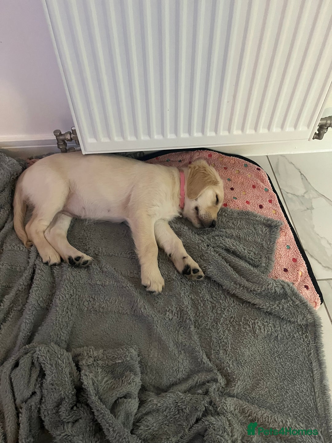 Golden Retriever dogs for sale: Golden retriever  - Advert 8