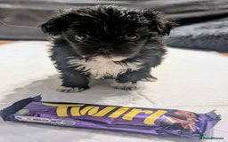 Mixed Breed dogs for sale: Malchi Puppies Looking for Their Forever Homes  - Image 14