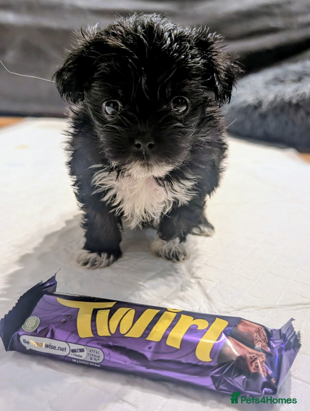 Mixed Breed dogs for sale: Malchi Puppies Looking for Their Forever Homes  - Image 14