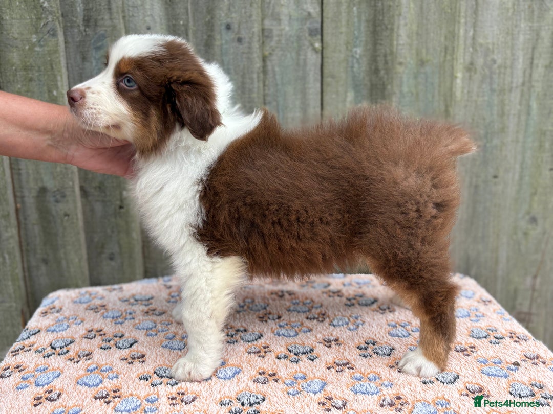 Australian Shepherd dogs for sale: Beautiful pedigree Australian Shepherd puppies - Image 16
