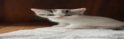 Mixed Breed cats for sale: Litter of 5 Kittens, 11 Weeks Old - Advert 15