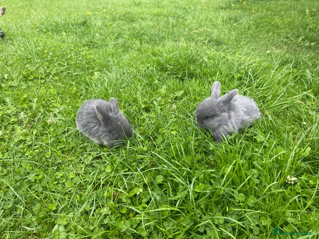 Mini Lop rabbits for sale: 🩶pure MINI lop🩶 - Image 10