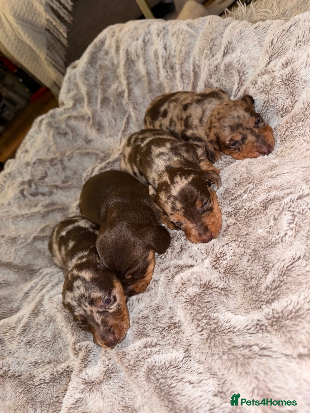Miniature Dachshund dogs for sale: Stunning Mini-Dachshund litter - Advert 3