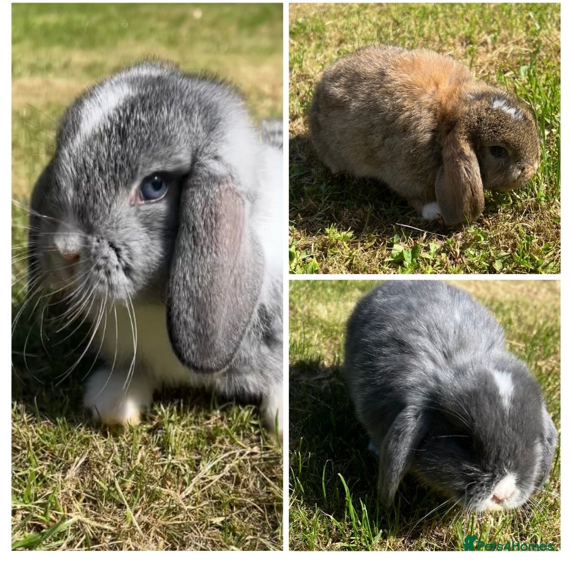 Mini Lop rabbits Beautiful Mini Lops - Advert 17