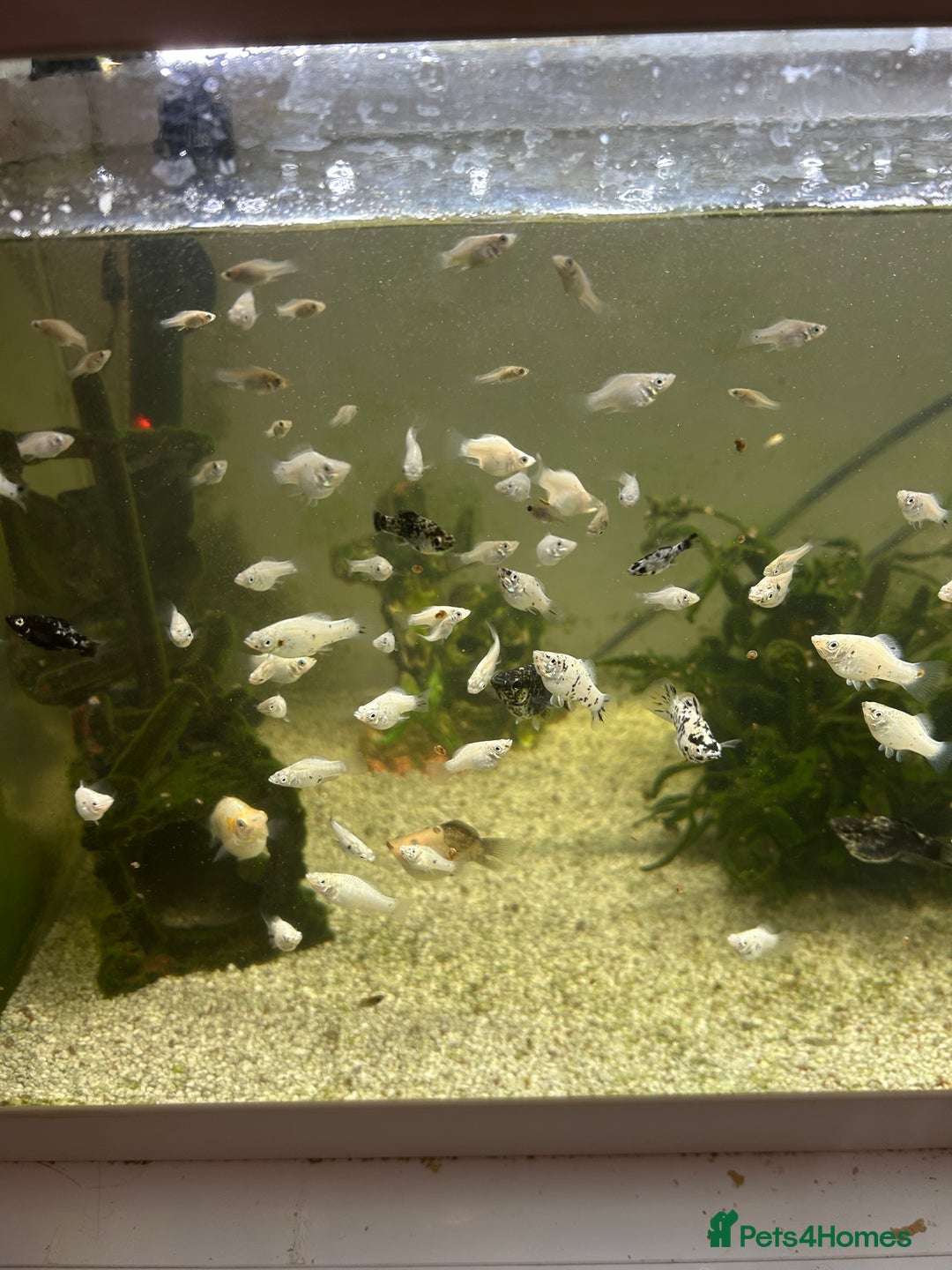 Mollies fish for sale: balloon belly mollies - Advert 2