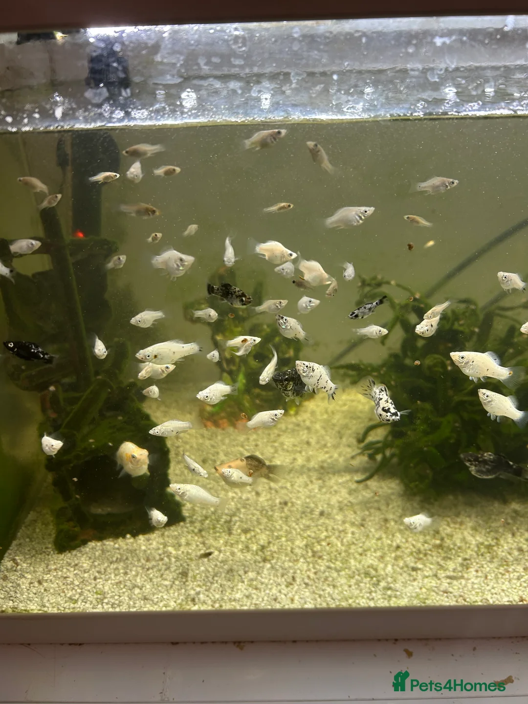 Mollies fish for sale: balloon belly mollies babies - Advert 2