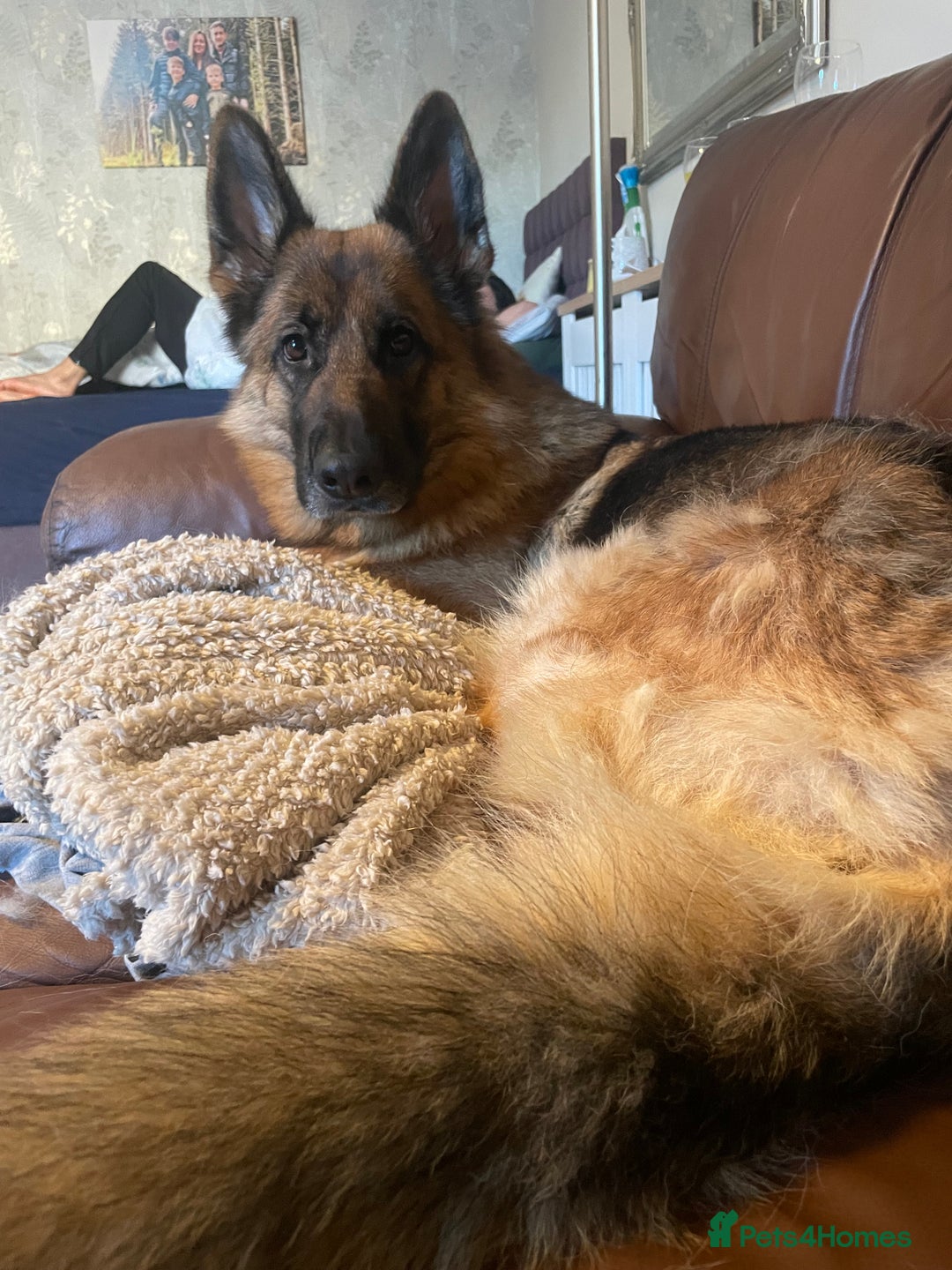 German Shepherd dogs for sale: Beautiful 3 year old female German Shepard  in Snodland - Image 3