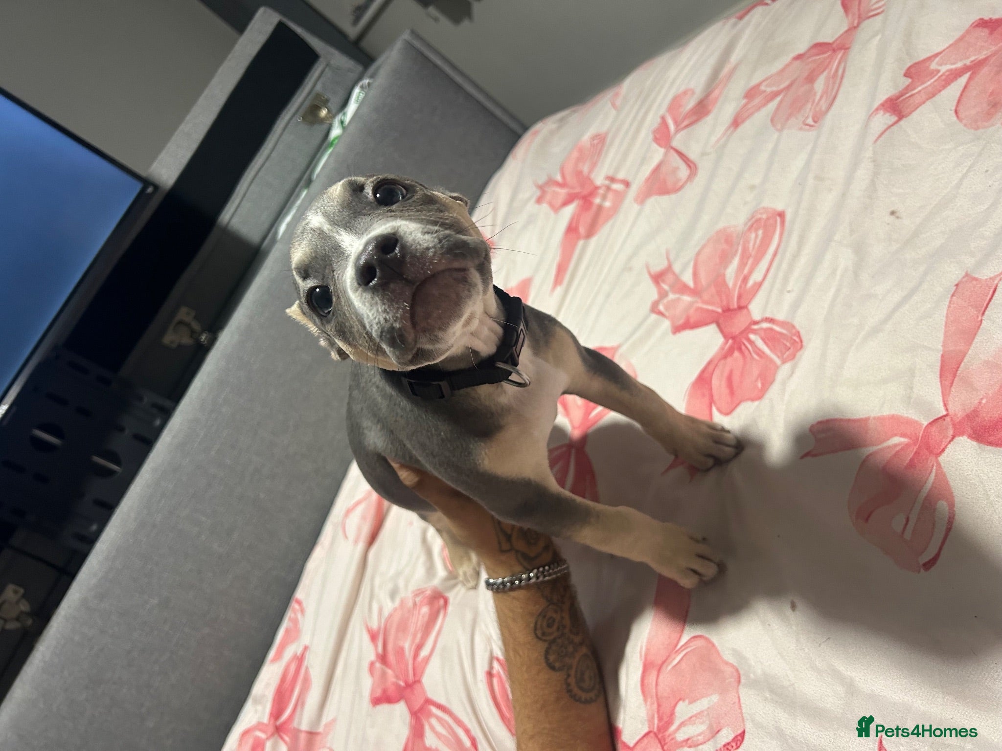 Mixed Breed dogs Beautiful boy  - Advert 1