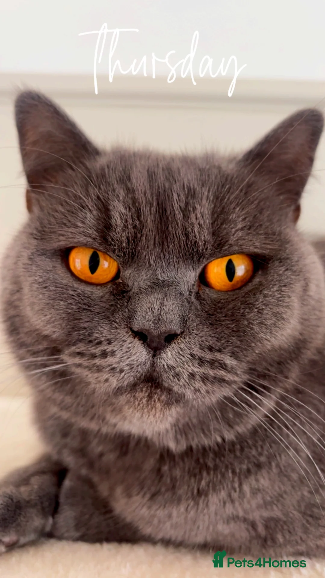 British Shorthair cats for sale: 3 year old British short hair girl  - Advert 1