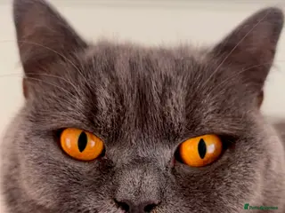 British Shorthair cats 3 year old British short hair girl - Advert 8