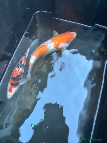 Koi Carp fish - Advert 10