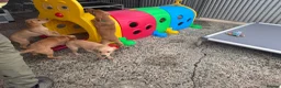 Labrador Retriever dogs for sale: Labrador puppies KC Fully health tested parents  - Advert 10