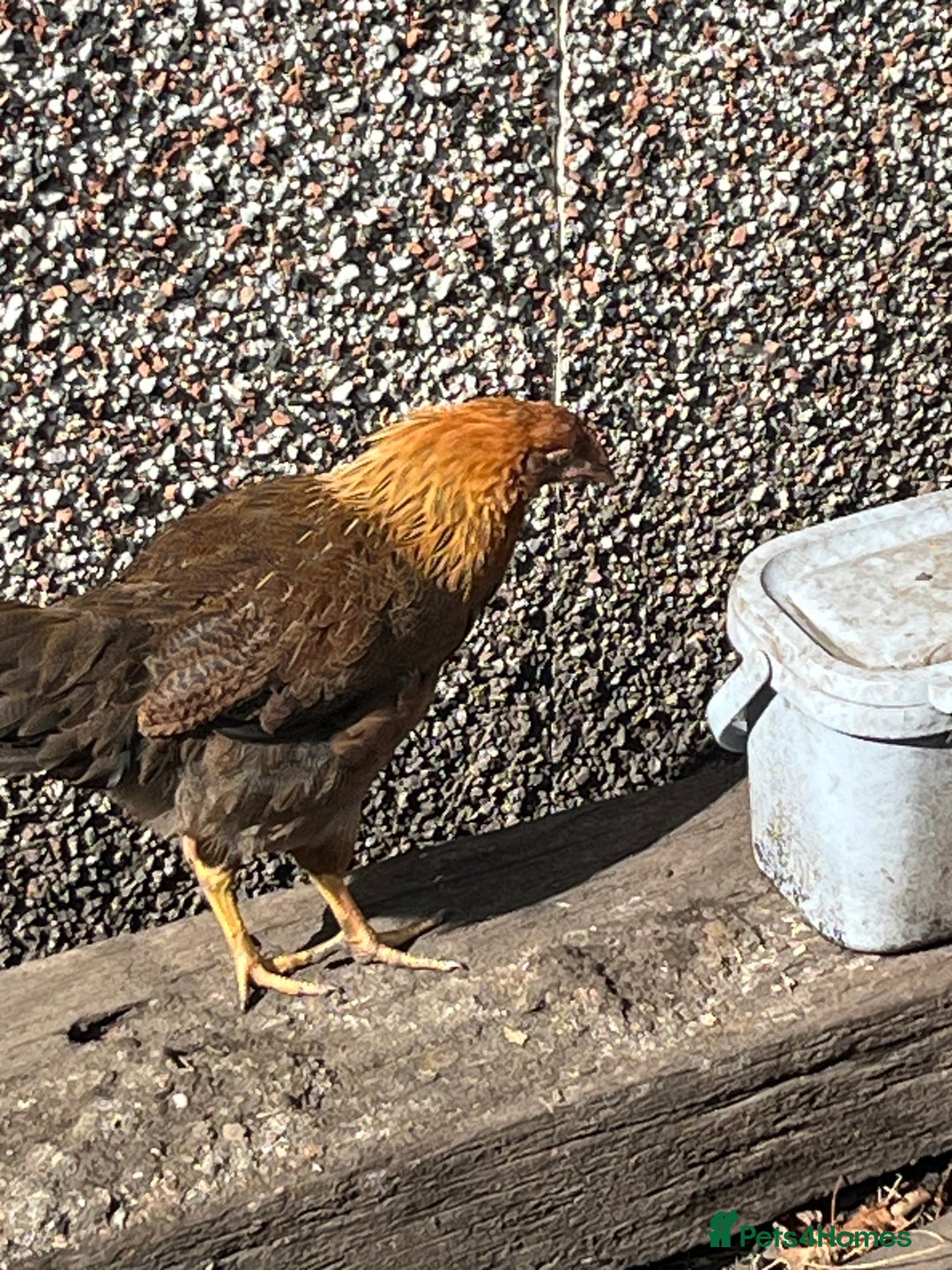 Mixed Breed birds for sale: Wellsummers  - Image 3
